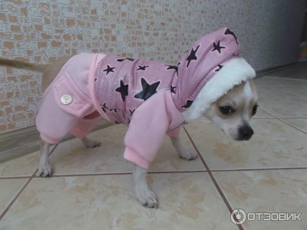 Собаки с ALIEXPRESS