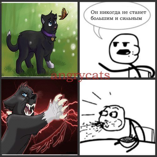 Приколы с котами воителями