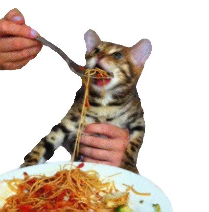 Кот и спагетти