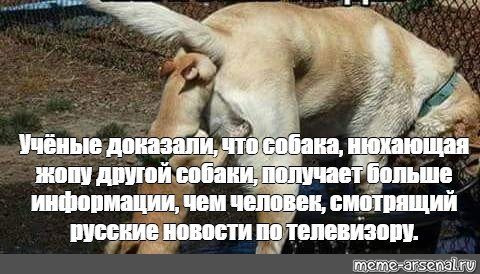 Британские учёные доказали что собака