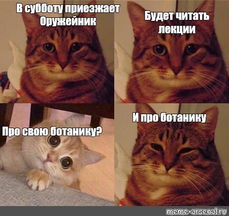 Мемы с котом