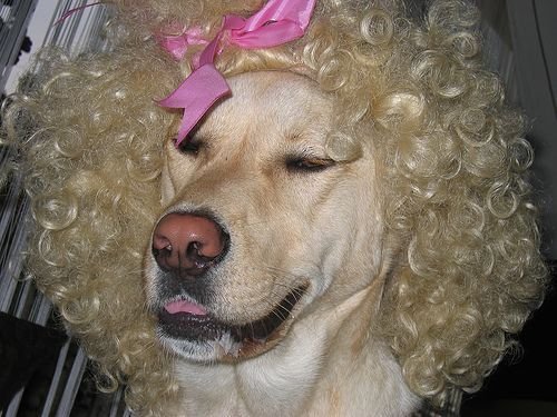 Собака в парике