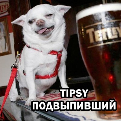 Пьяная чихуахуа