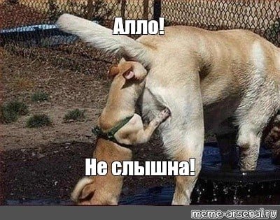 Собака нюхает