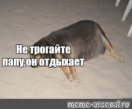 Жирная собака лежит Мем