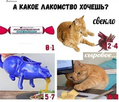 Сыровое Мем кот
