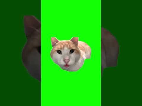 Зеленый кот