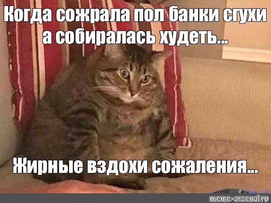 Толстый кот