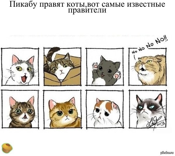 Мемы из котов