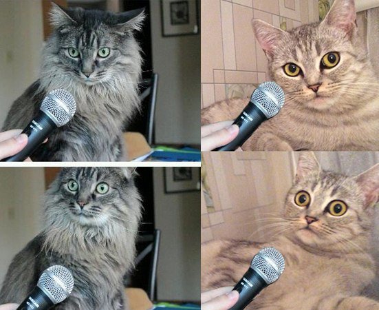 Кот с микрофоном