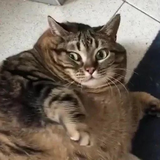 Жирные вздохи сожаления