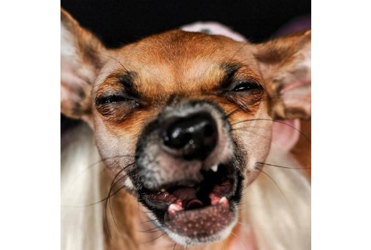 Чихающий пес