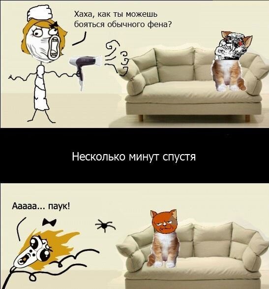 Мемы с котами
