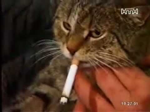 Кот курит сигару