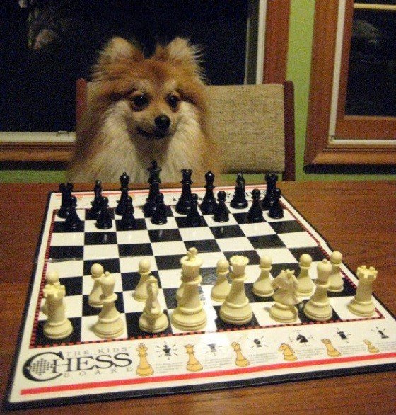 Прикольные шахматы