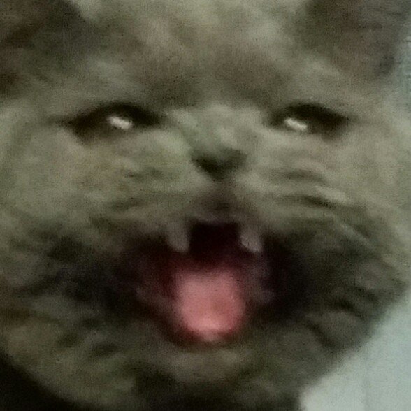 Непонимающий котик