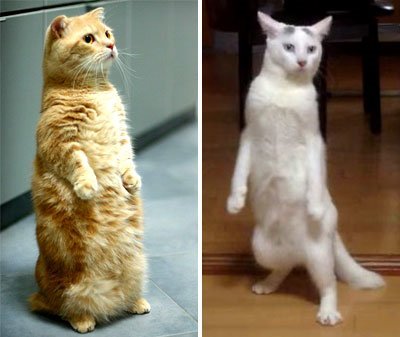 Коты на задних лапах мемы