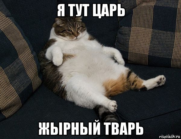 Жирные коты мемы