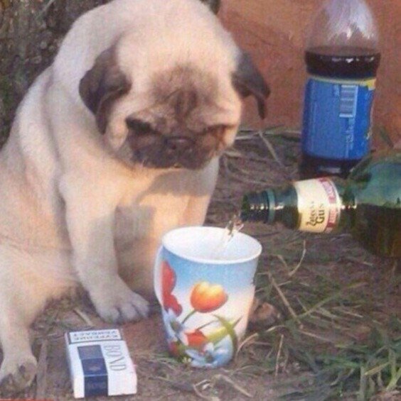 Мопс пьет пиво