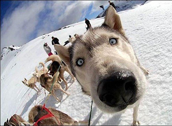 Собака носом в камеру