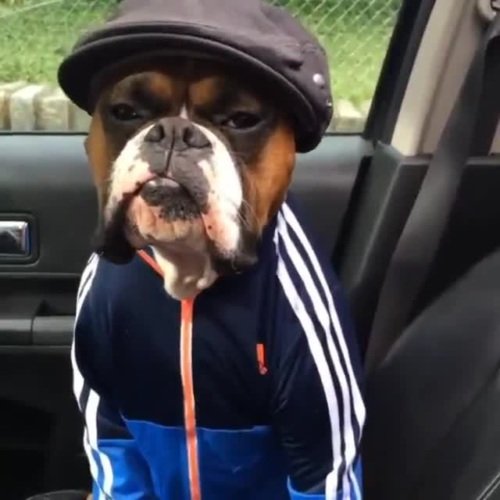 Блатная собака