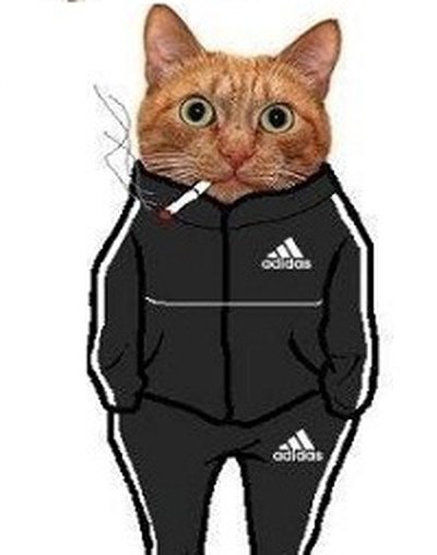 Кот в адидасе для авы