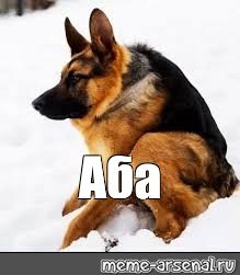 Немецкая овчарка Мем