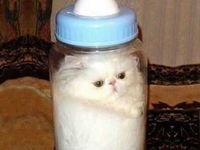 Кот это жидкость