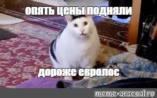 Кот из мема мяукает