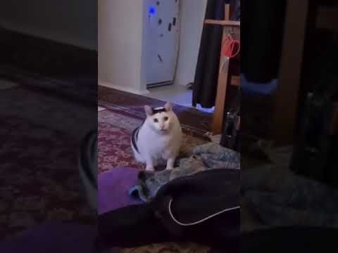 Толстый кот Мем мяукает