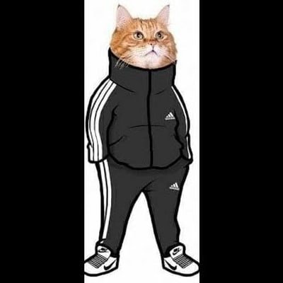 Кот в адидасе