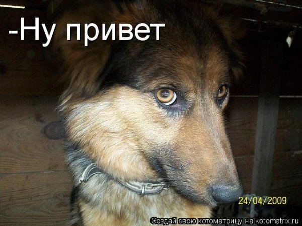 Шутки про собак в картинках