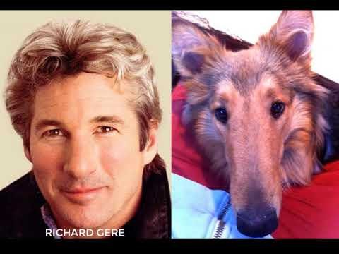 Собака Ричард Гир