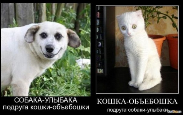 Кошка объебошка