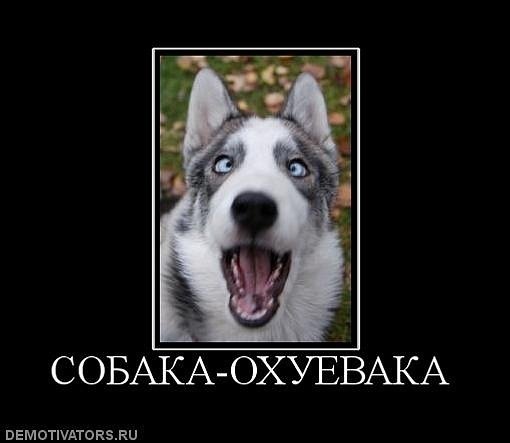 Собака-улыбака демотиватор