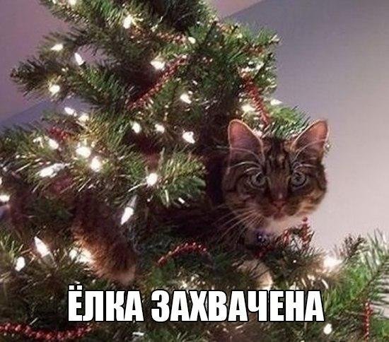 Кот и елка с надписями