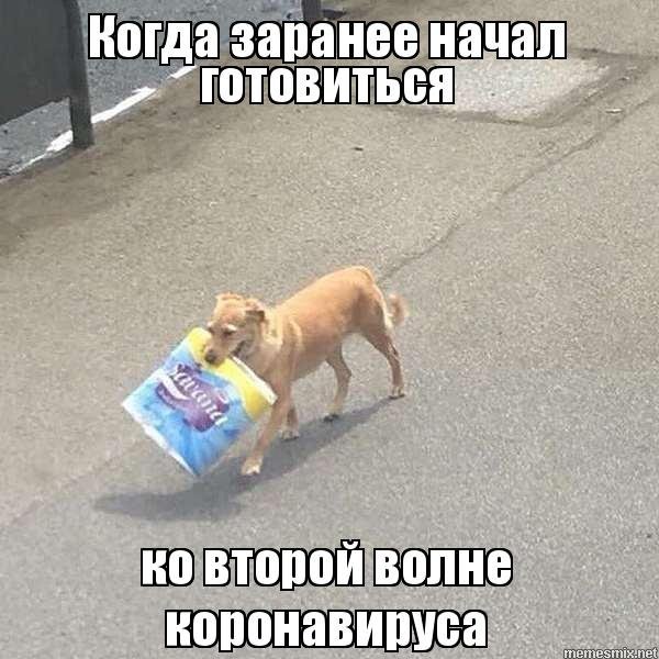 Мемы про кобелей