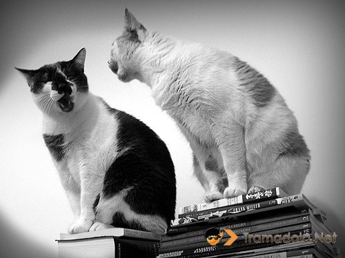 Кошачий разговор