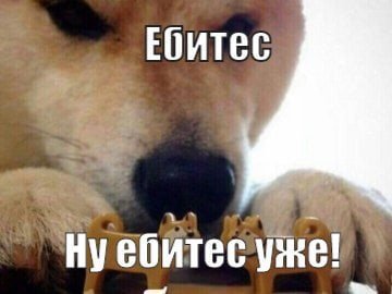 Сиба ину ебитес