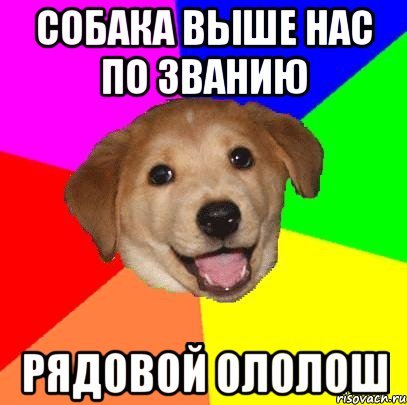 Мем собака давай