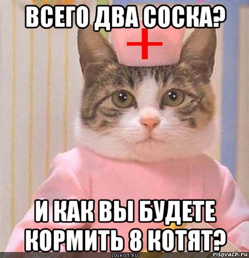 Мемы с котятами