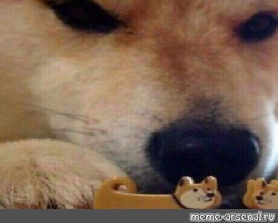 Мем сиба ину с игрушками