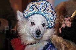 Собака в кокошнике