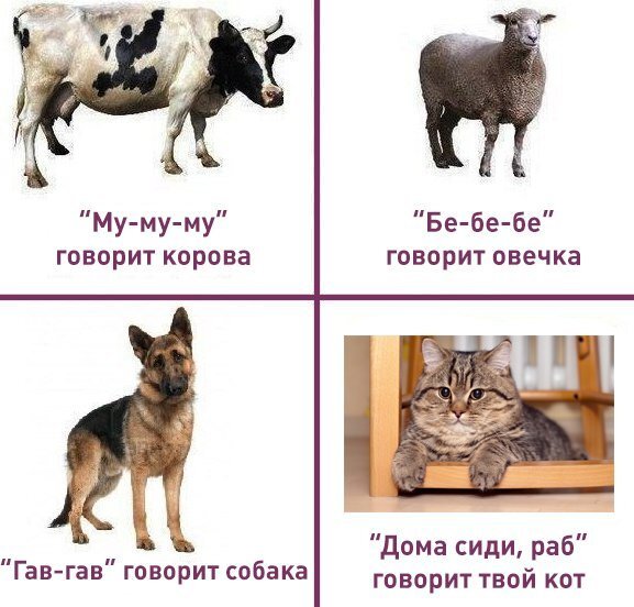 Мем про домашних животных