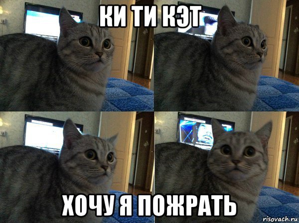 Популярные Мем коты