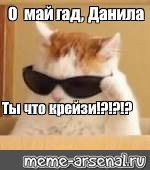 Кот в очках Мем оригинал