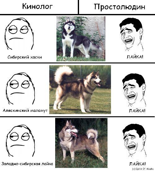 Собака лайка