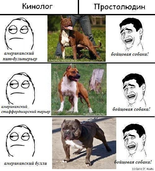 Шутки про собачников