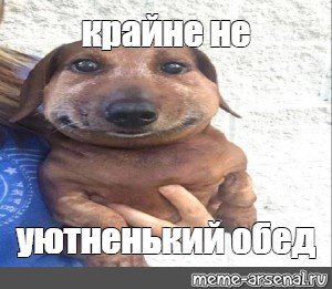 Мемы с таксами