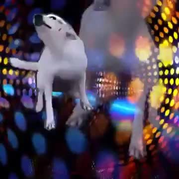 Собака танцует гиф